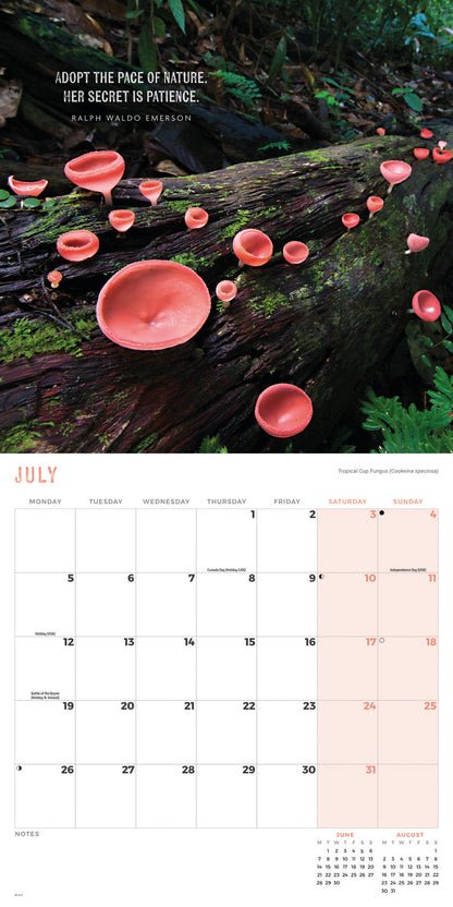 Marvellous Mushrooms Wall Calendar 2027