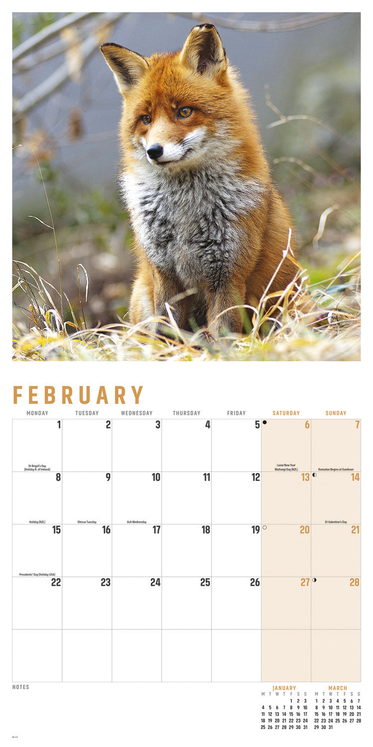 Foxes Wall Calendar 2027