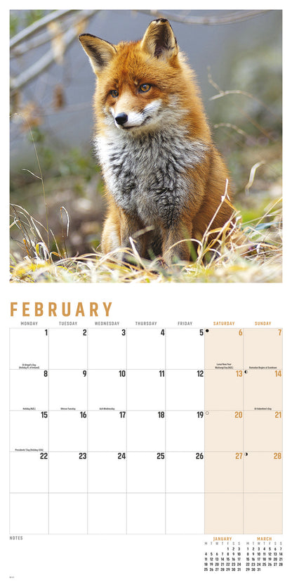 Foxes Wall Calendar 2027