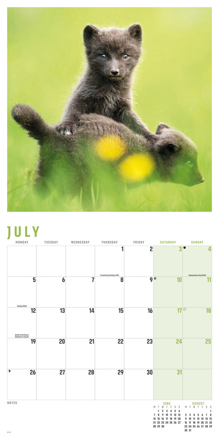 Foxes Wall Calendar 2027