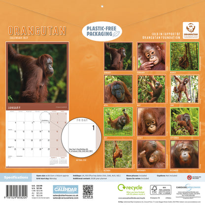 Orangutan Wall Calendar 2027