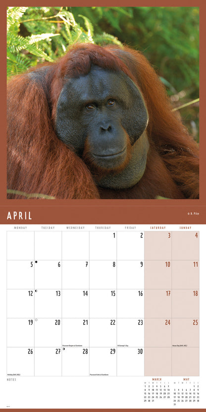 Orangutan Wall Calendar 2027