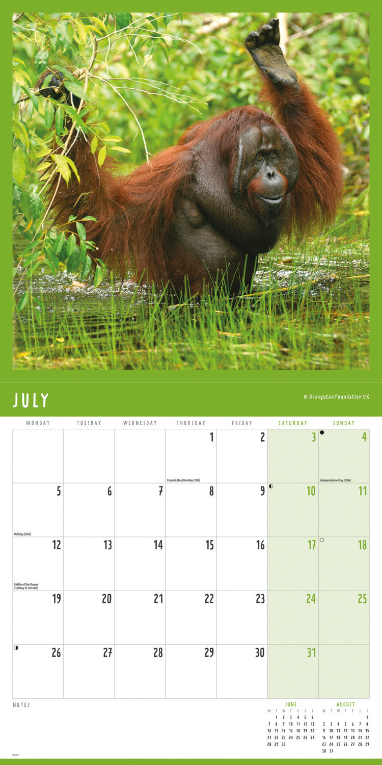 Orangutan Wall Calendar 2027