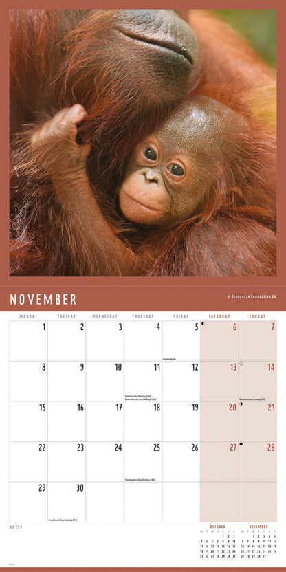 Orangutan Wall Calendar 2027