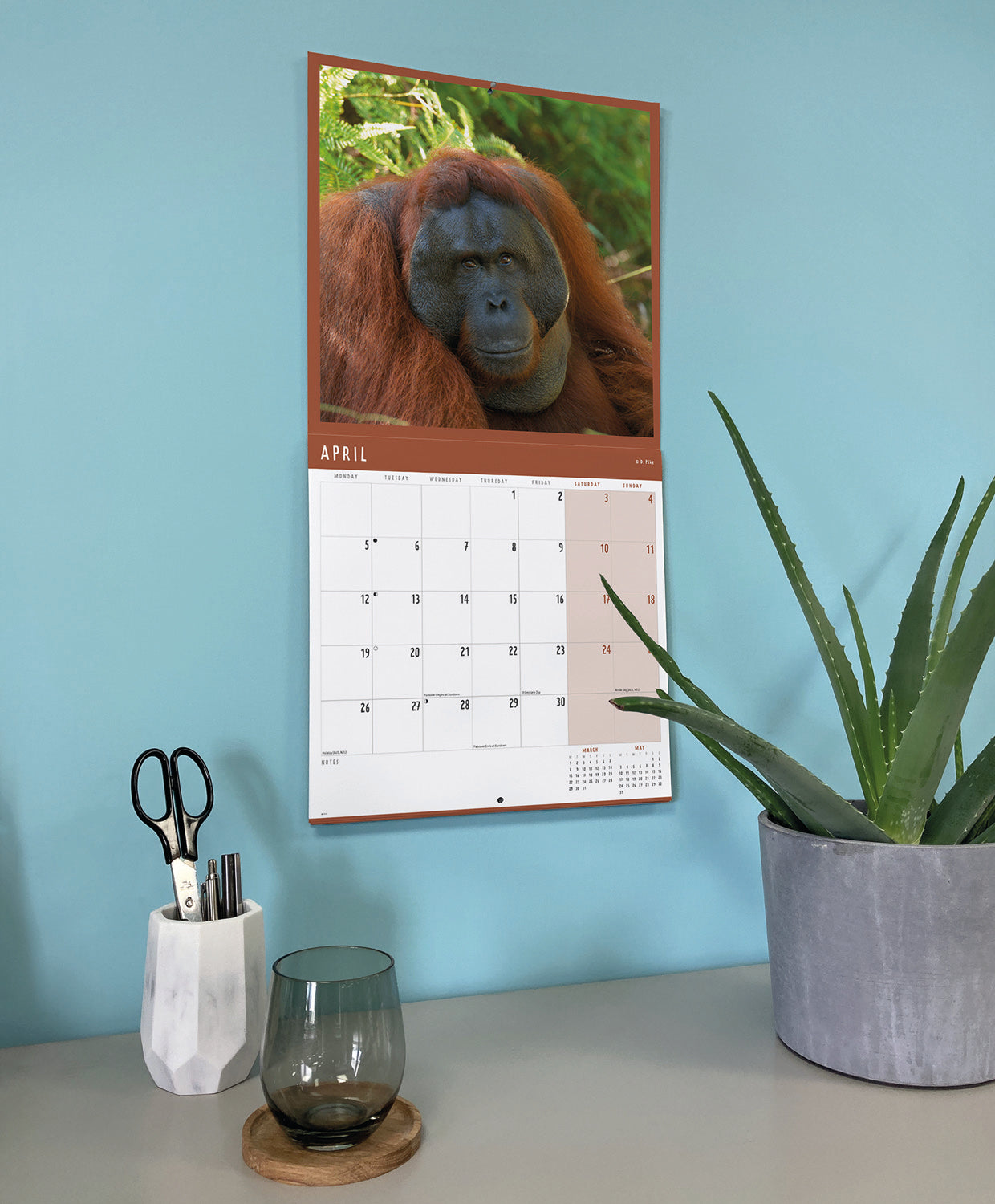 Orangutan Wall Calendar 2027