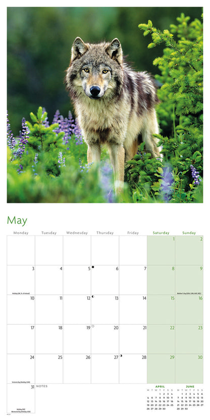Wolves Wall Calendar 2027