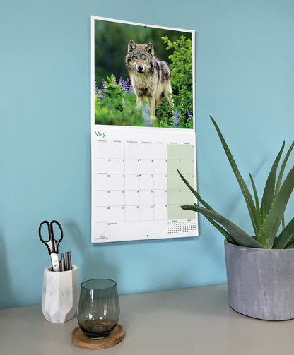 Wolves Wall Calendar 2027