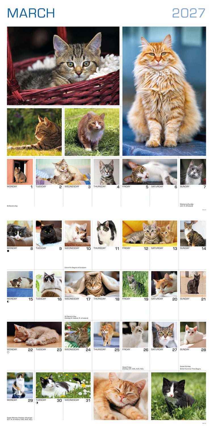 Cats 365 Days Wall Calendar 2027