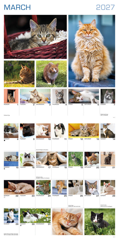 Cats 365 Days Wall Calendar 2027