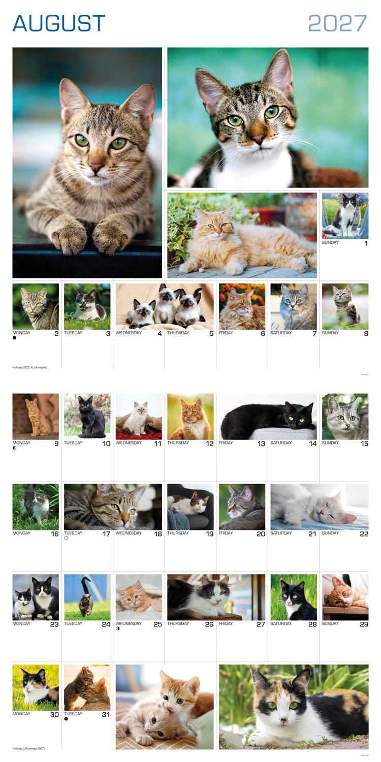 Cats 365 Days Wall Calendar 2027