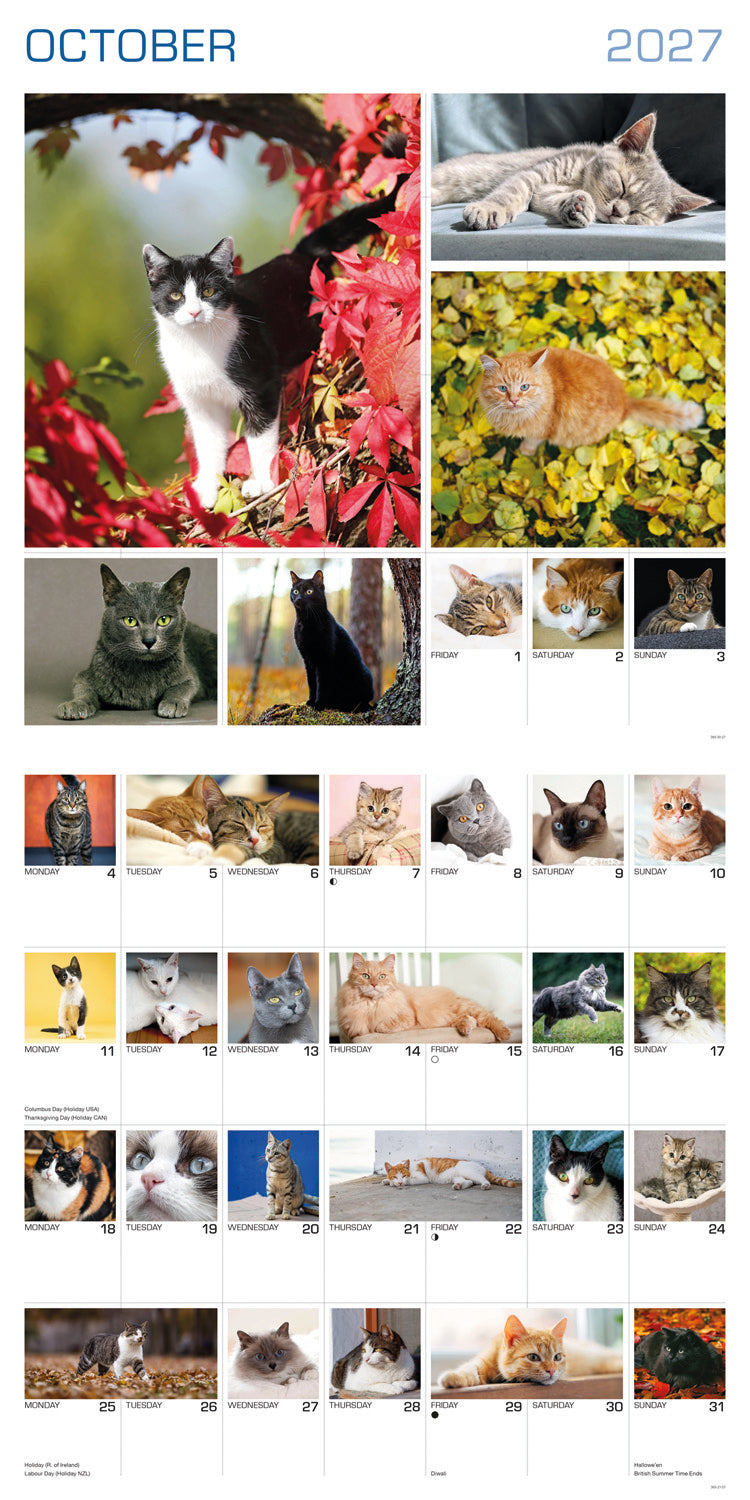 Cats 365 Days Wall Calendar 2027