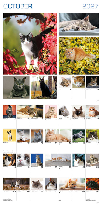 Cats 365 Days Wall Calendar 2027