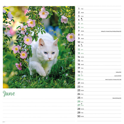 Cats Wiro Wall Calendar 2027