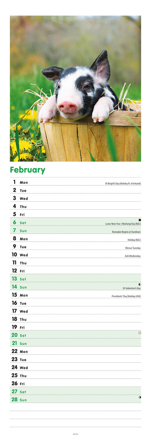 Pigs Slim Calendar 2027