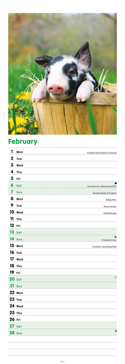 Pigs Slim Calendar 2027