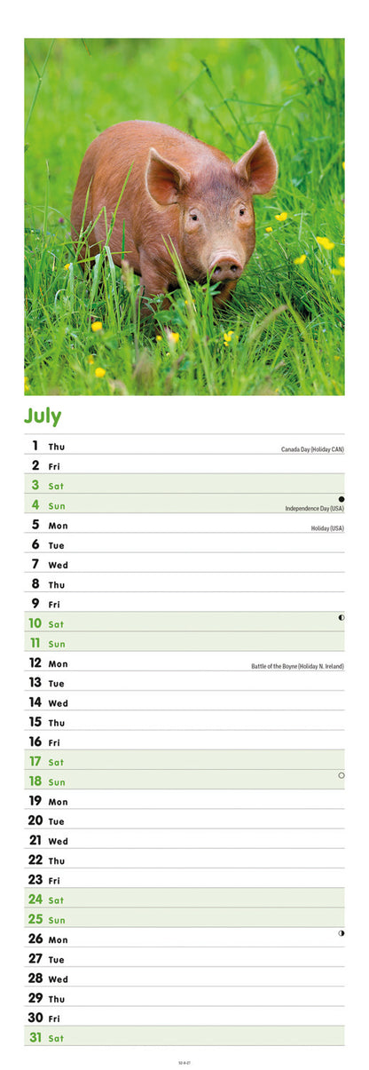 Pigs Slim Calendar 2027