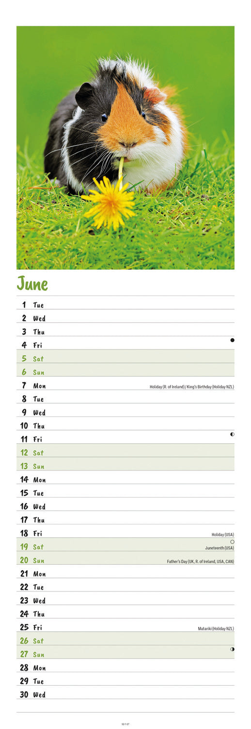 Guinea Pigs Slim Calendar 2027
