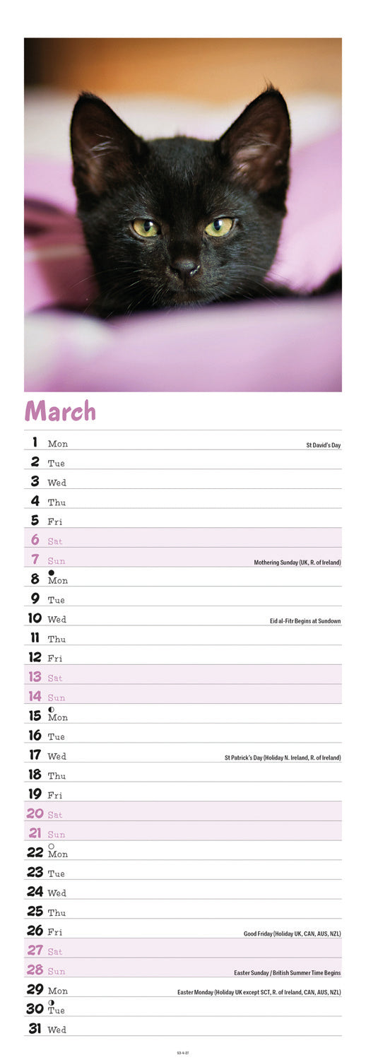 Kittens Slim Calendar 2027