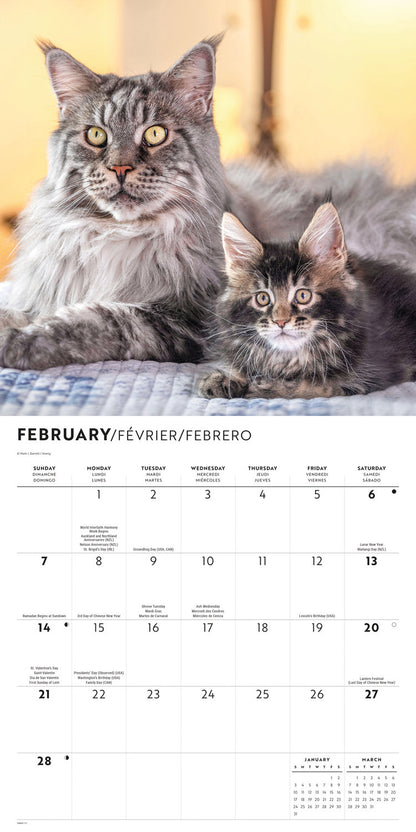 Maine Coon Cats Wall Calendar 2027