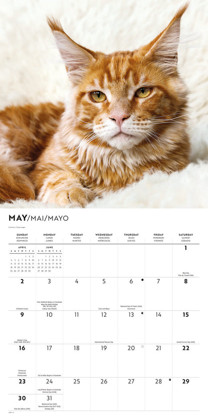 Maine Coon Cats Wall Calendar 2027