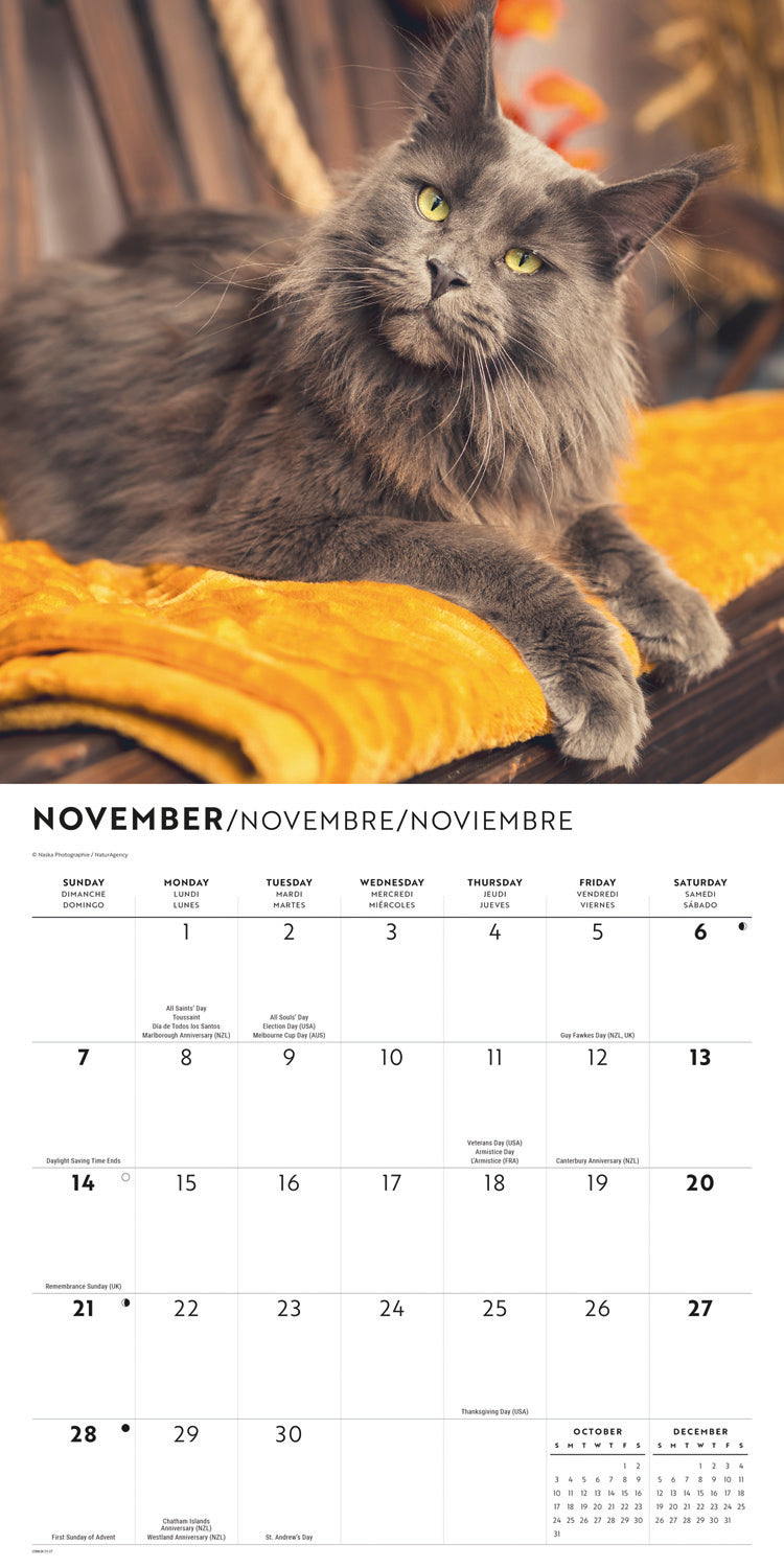 Maine Coon Cats Wall Calendar 2027
