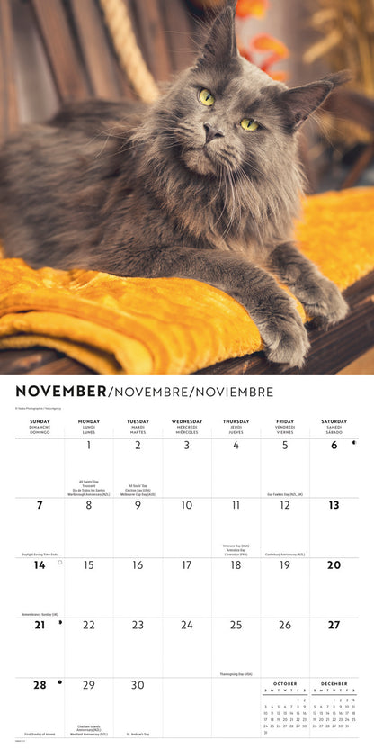 Maine Coon Cats Wall Calendar 2027