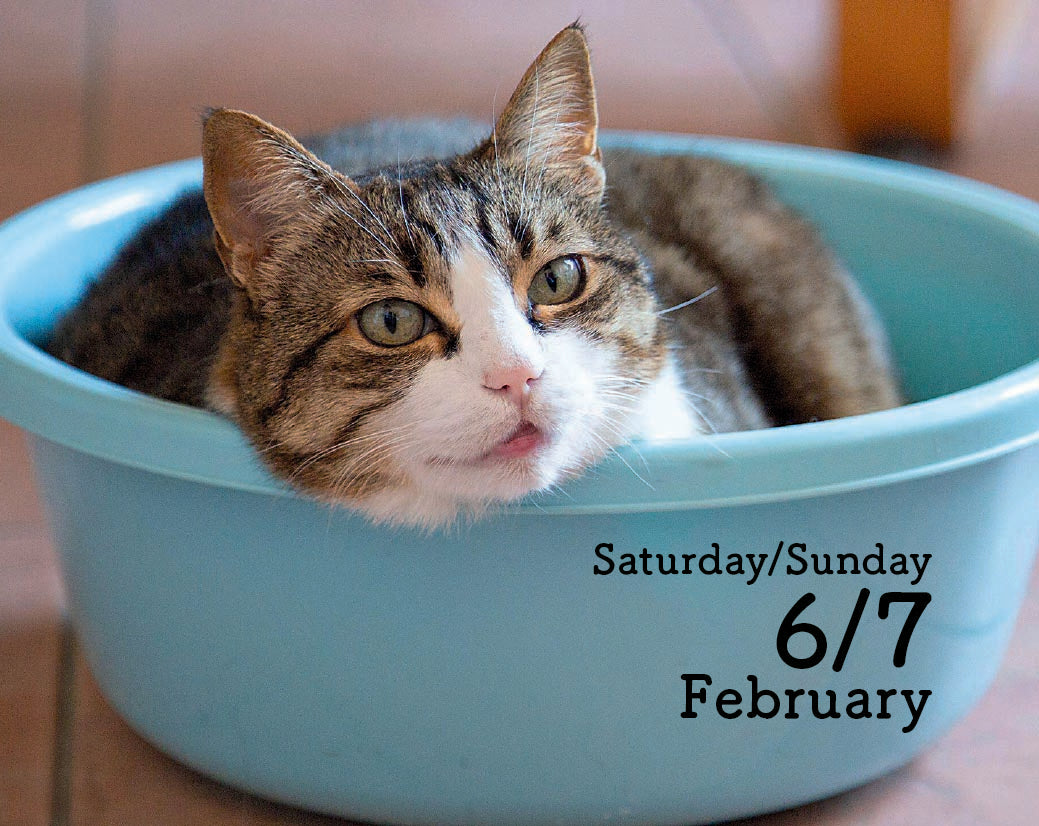 Cats Mini Box Calendar 2027