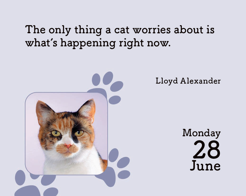Cats Mini Box Calendar 2027