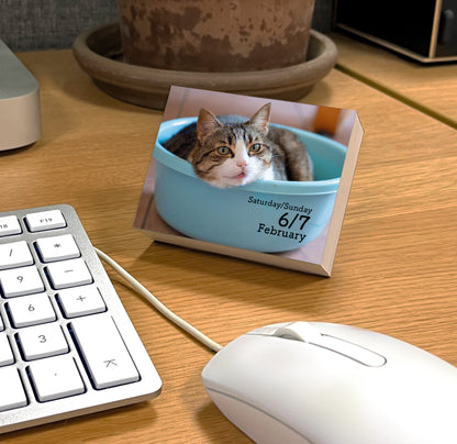 Cats Mini Box Calendar 2027