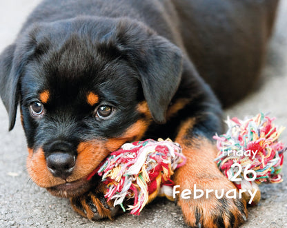 Puppies Mini Box Calendar 2027