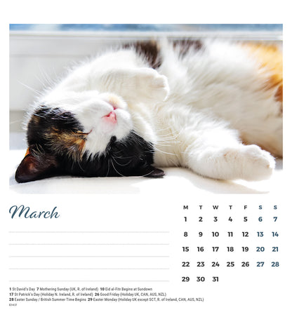 Cat Naps Easel Calendar 2027