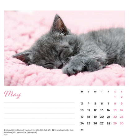 Cat Naps Easel Calendar 2027