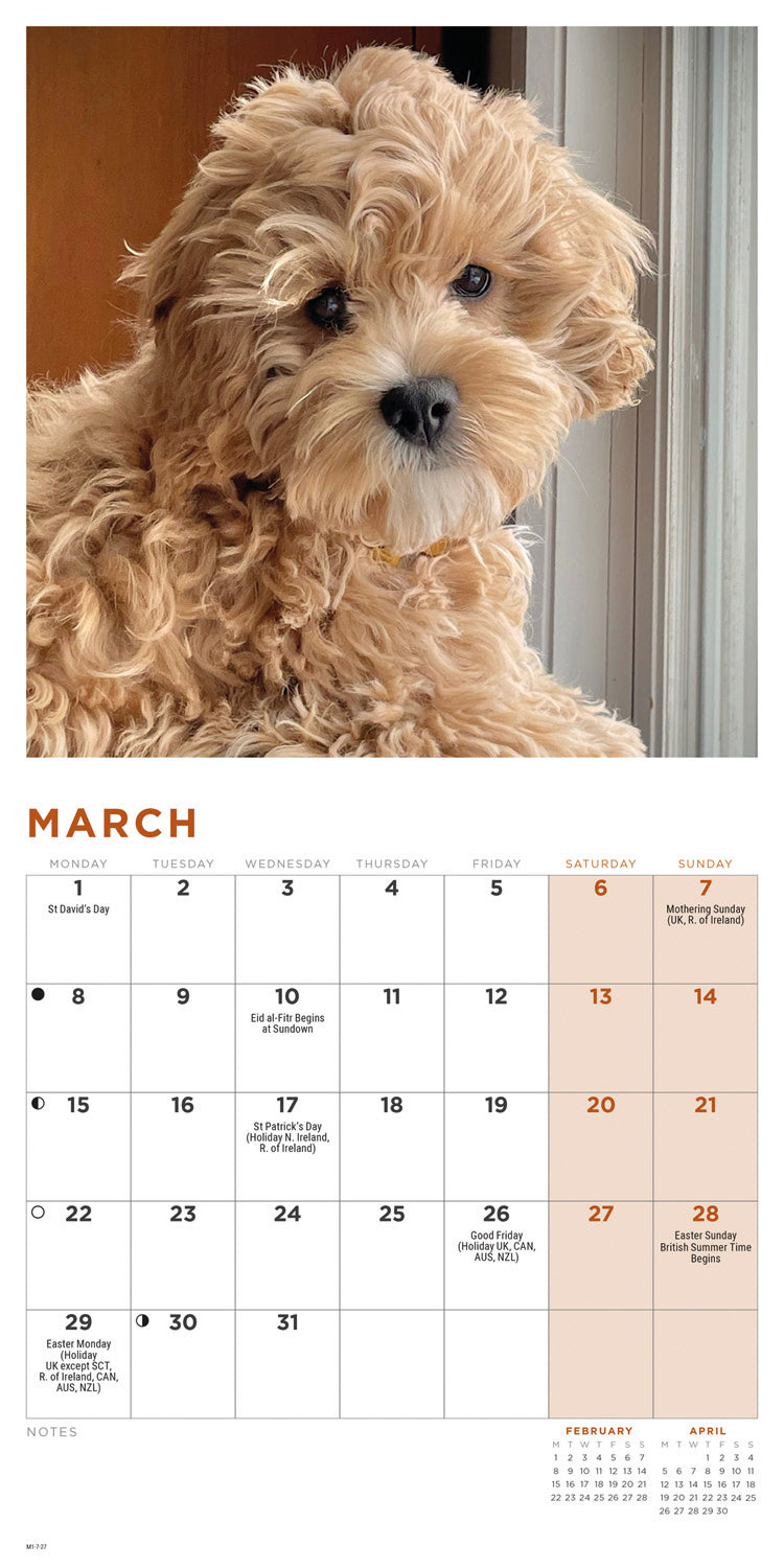 Cockapoo Puppies Mini Calendar 2027