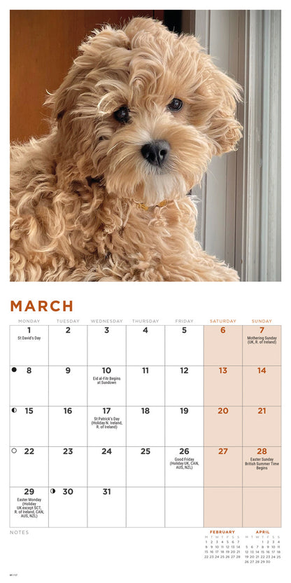 Cockapoo Puppies Mini Calendar 2027