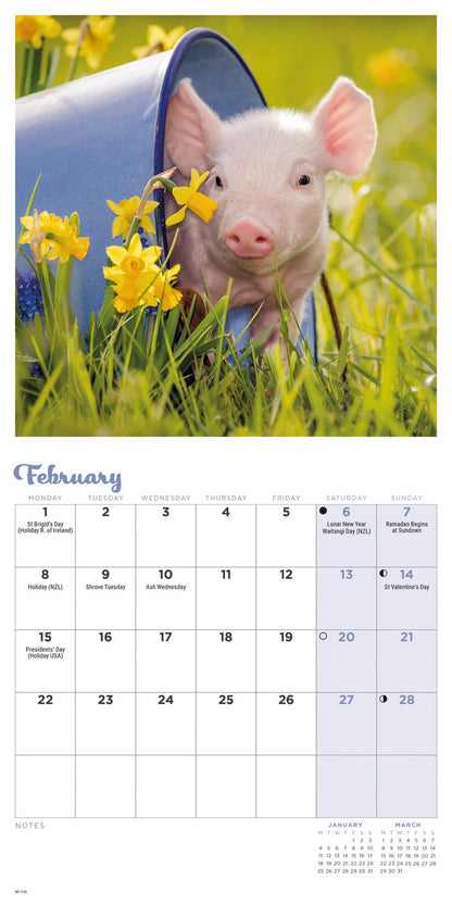 Piglets Mini Calendar 2027