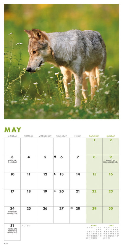 Wolves Mini Calendar 2027