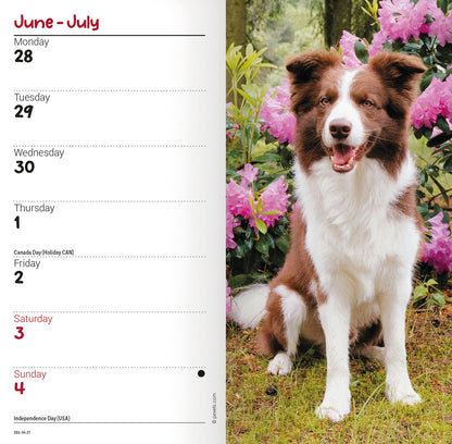 Border Collies Slim Diary 2027