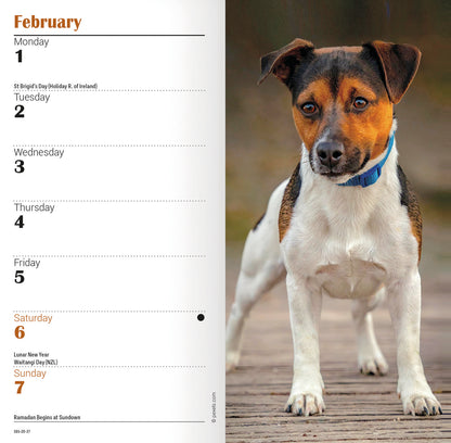 Jack Russell Terriers Slim Diary 2027