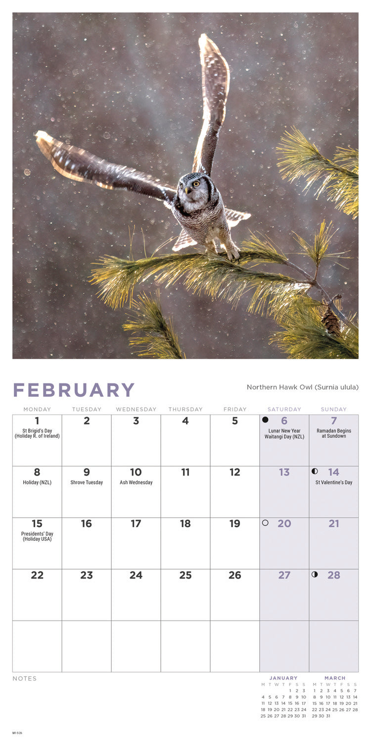 Owls Mini Calendar 2027