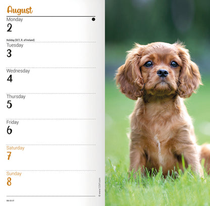 Cavalier King Charles Spaniels Slim Diary 2027