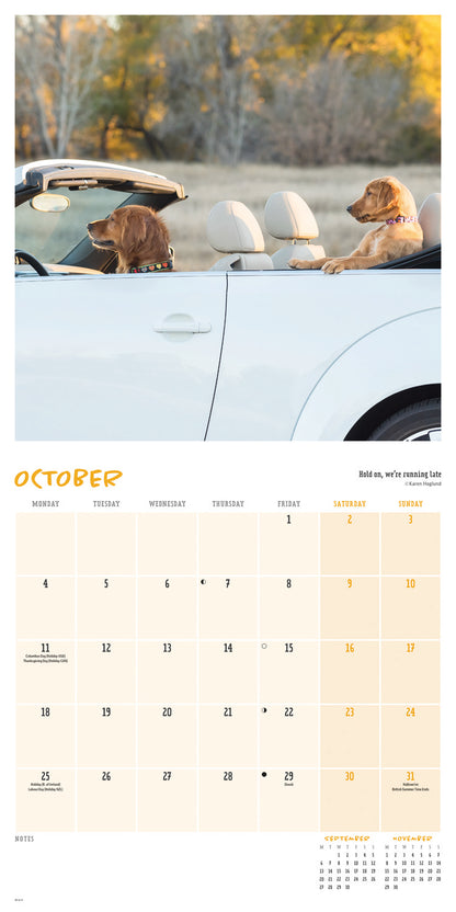 Comedy Pet Photography Awards Wall Calendar 2027