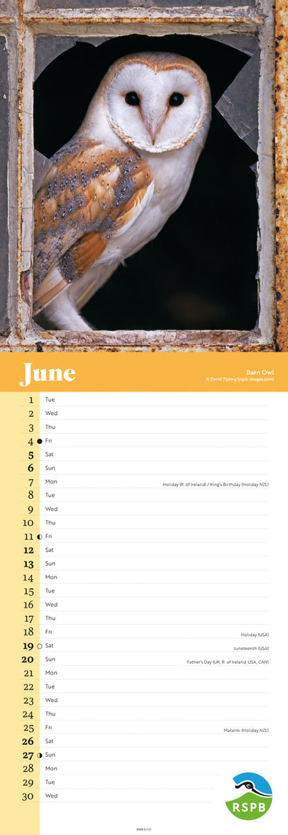 Owls RSPB Slim Calendar 2027