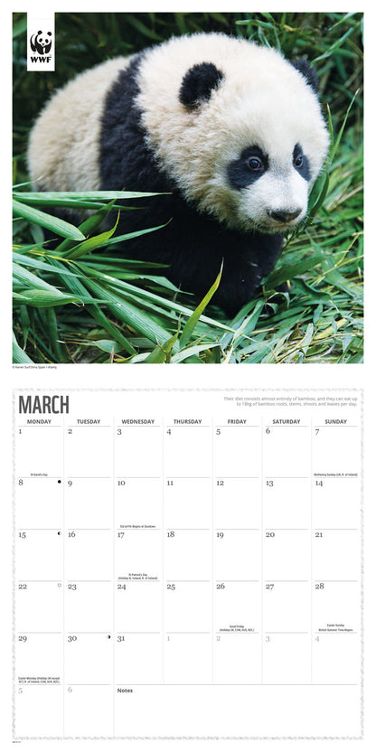 Pandas WWF Wall Calendar 2027