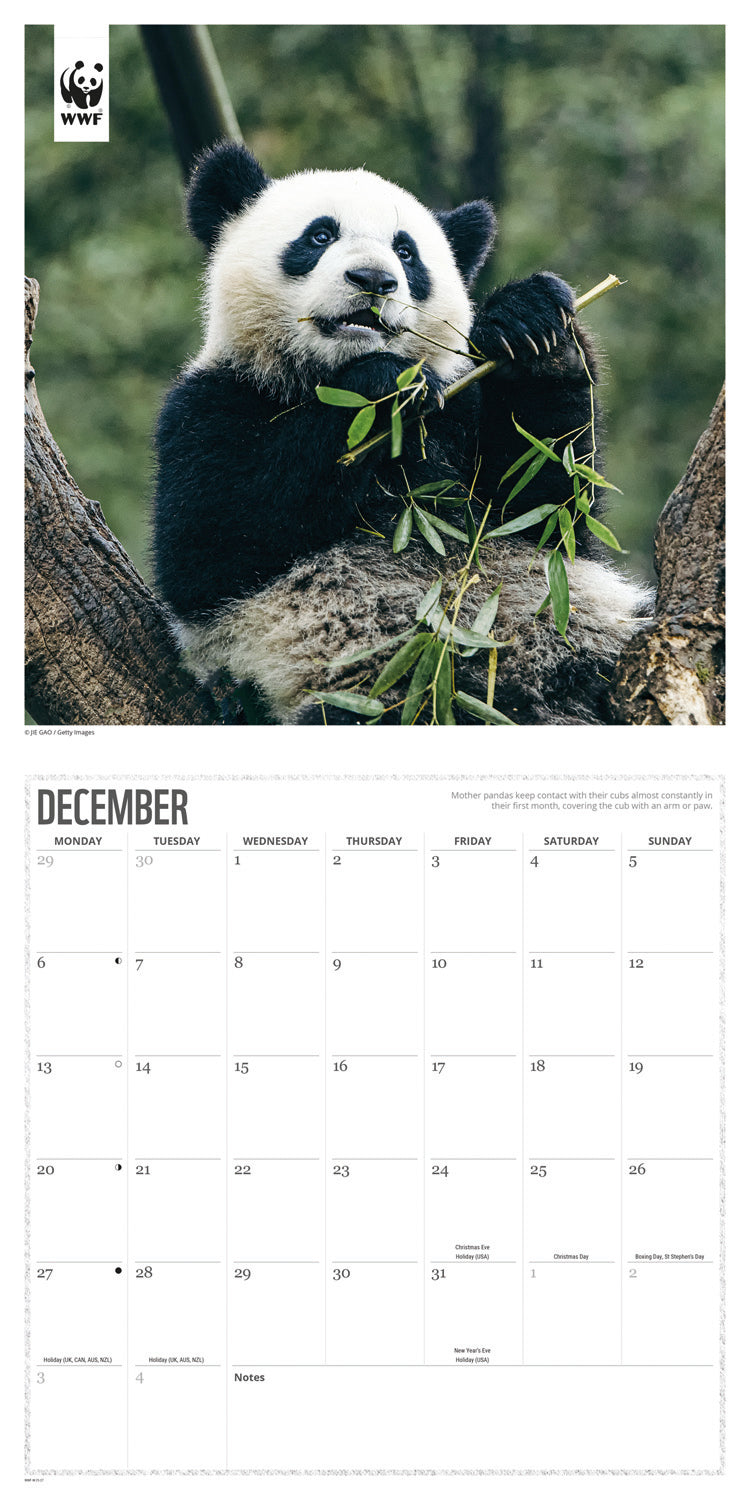 Pandas WWF Wall Calendar 2027