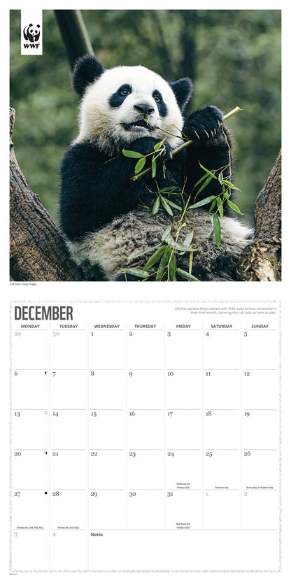 Pandas WWF Wall Calendar 2027