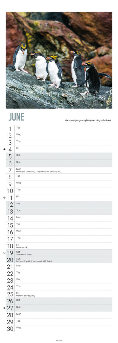 Penguins WWF Slim Calendar 2027