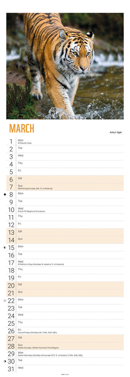 Tigers WWF Slim Calendar 2027