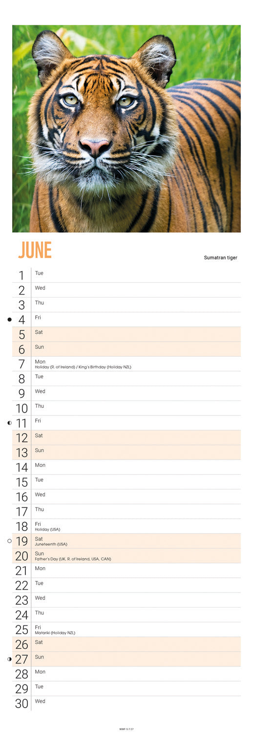 Tigers WWF Slim Calendar 2027