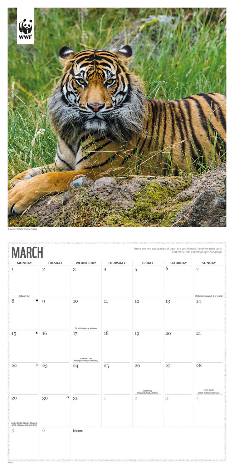 Tigers WWF Wall Calendar 2027