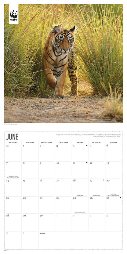 Tigers WWF Wall Calendar 2027